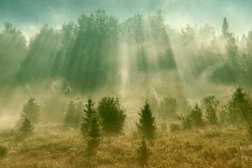 FOG DOWN BACK